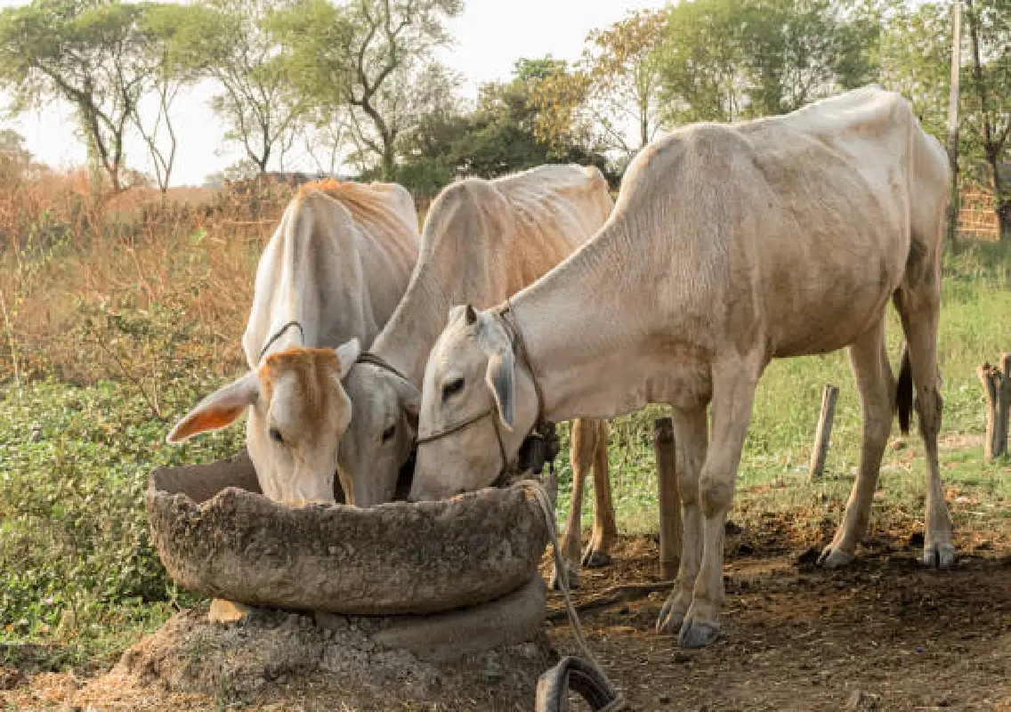 Cattle stolen from Kapila Goshala near Maravoor, one cow found dead - News Karnataka