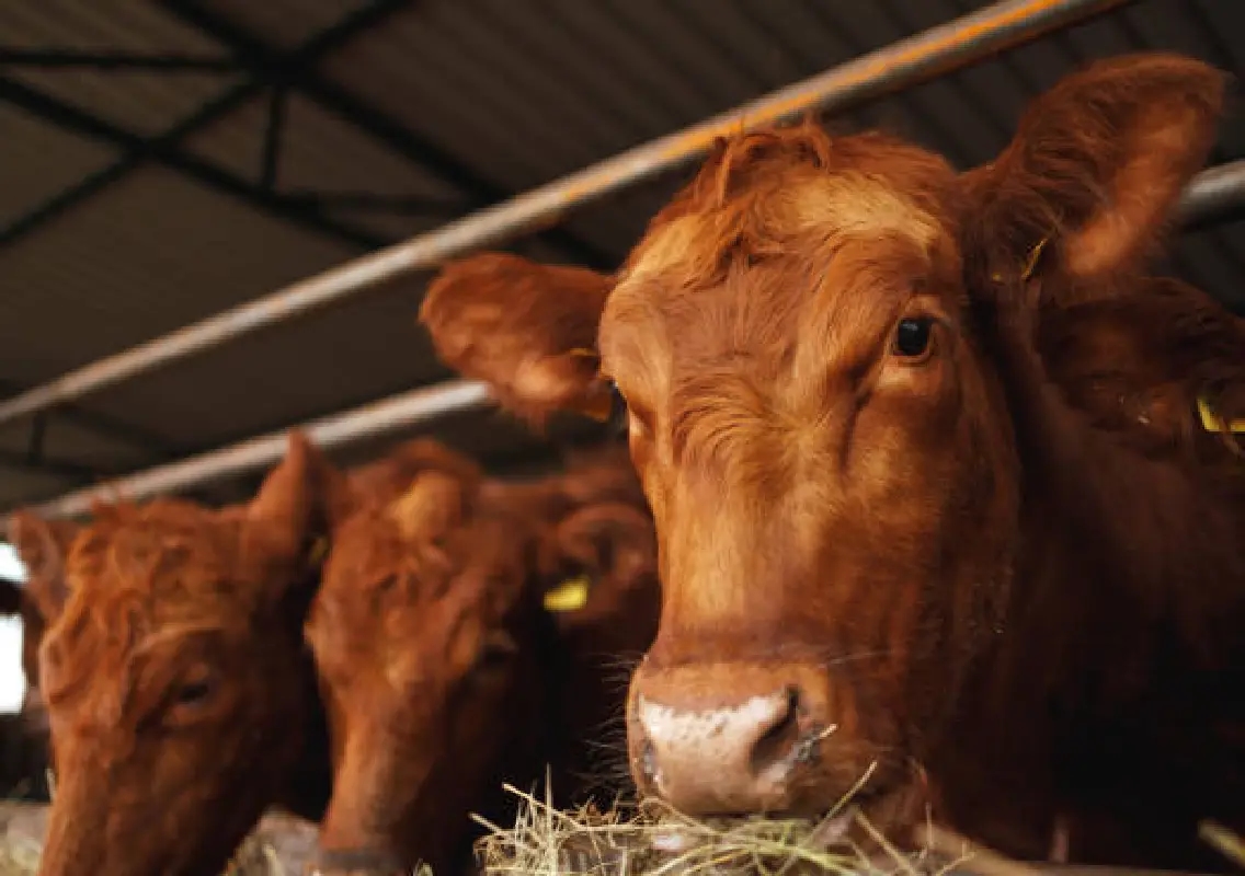 Cattle transport case: Punjalkatte police seize house, shed in Bantwal - News Karnataka