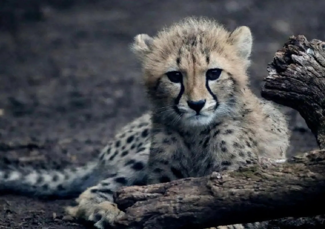 Cheetah cub killed by speeding vehicle near Gwalior, raising fresh concerns for Project Cheetah - News Karnataka