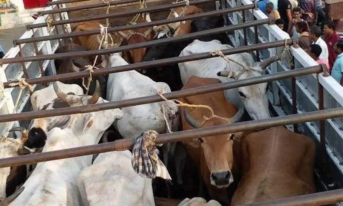 Driver arrested for transporting beef illegally in Srirangapatna - News Karnataka