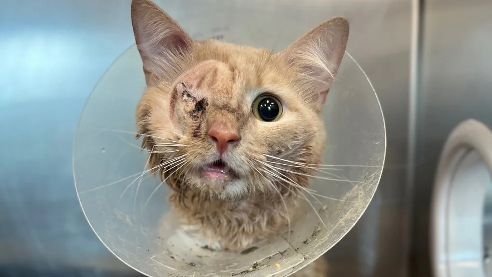 Dumpster rescue cat brings two strangers together, finds forever home - News Karnataka