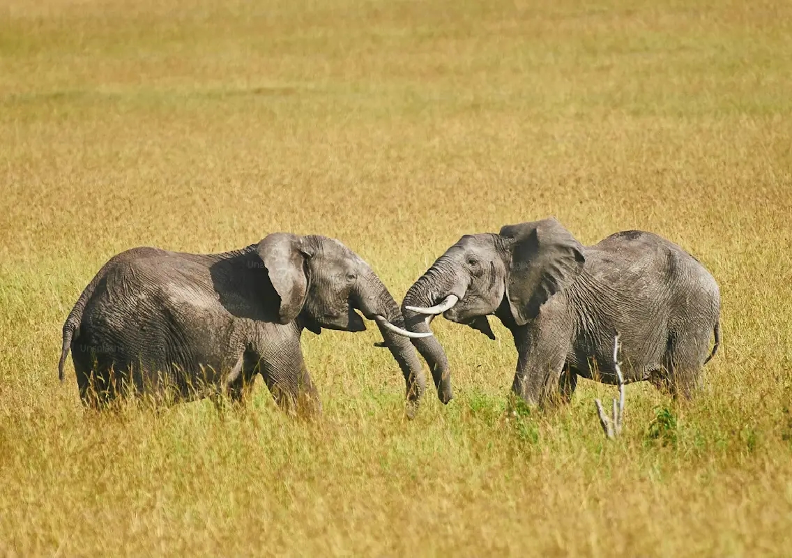 Elephants stray into farmlands near Karjikoppa, causing crop damage - News Karnataka