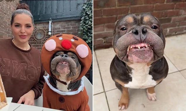 Influencer bulldog Odin dies after protecting ‘best friend’ in attack - News Karnataka