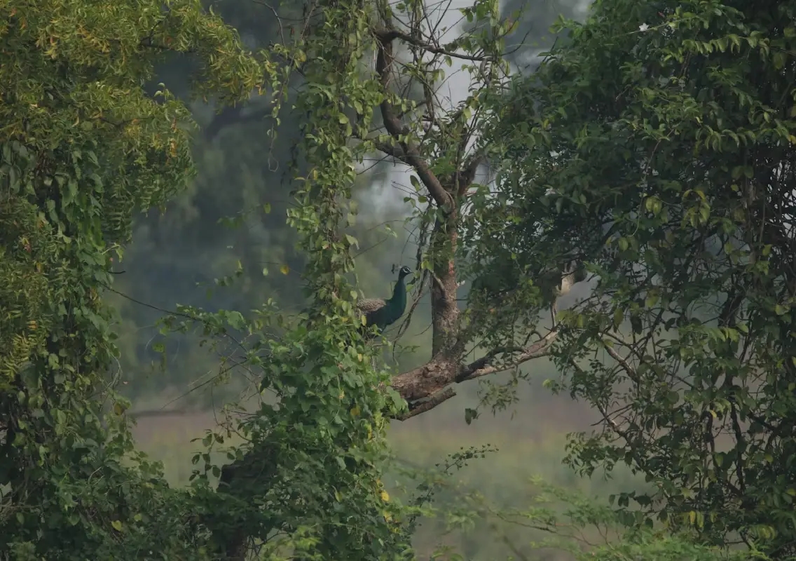 Karnataka deploys AI cameras and thermal drones to curb rising human–wildlife conflict - News Karnataka