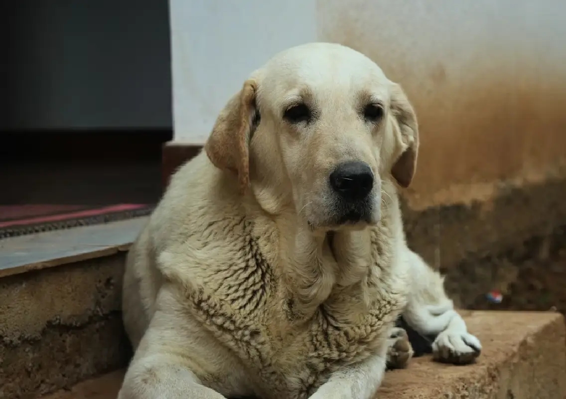 Karnataka schools asked to count and relocate stray dogs; managements raise objections - News Karnataka