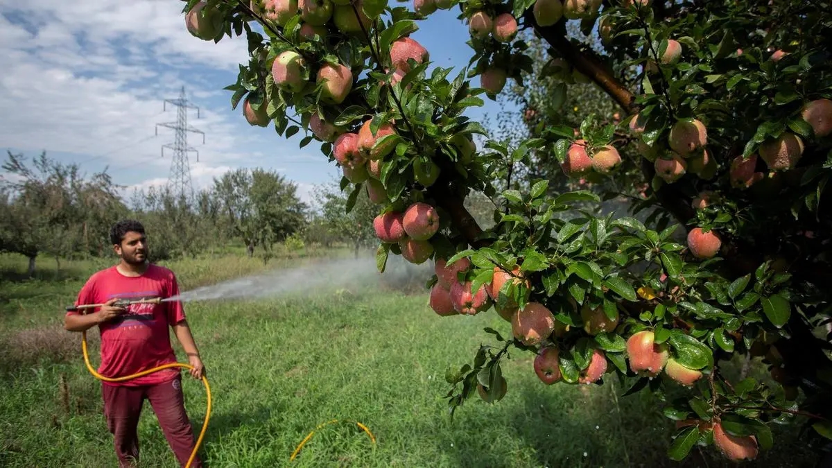 Kashmir’s apple farmers face deadly cancer threat as pesticide fears explode in Assembly - News Karnataka
