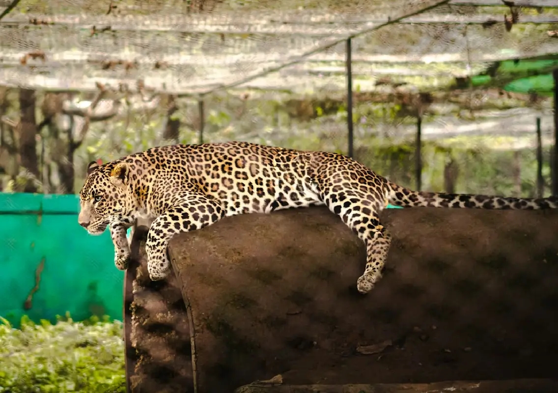 Leopard captured after a month-long scare in Kadur village - News Karnataka