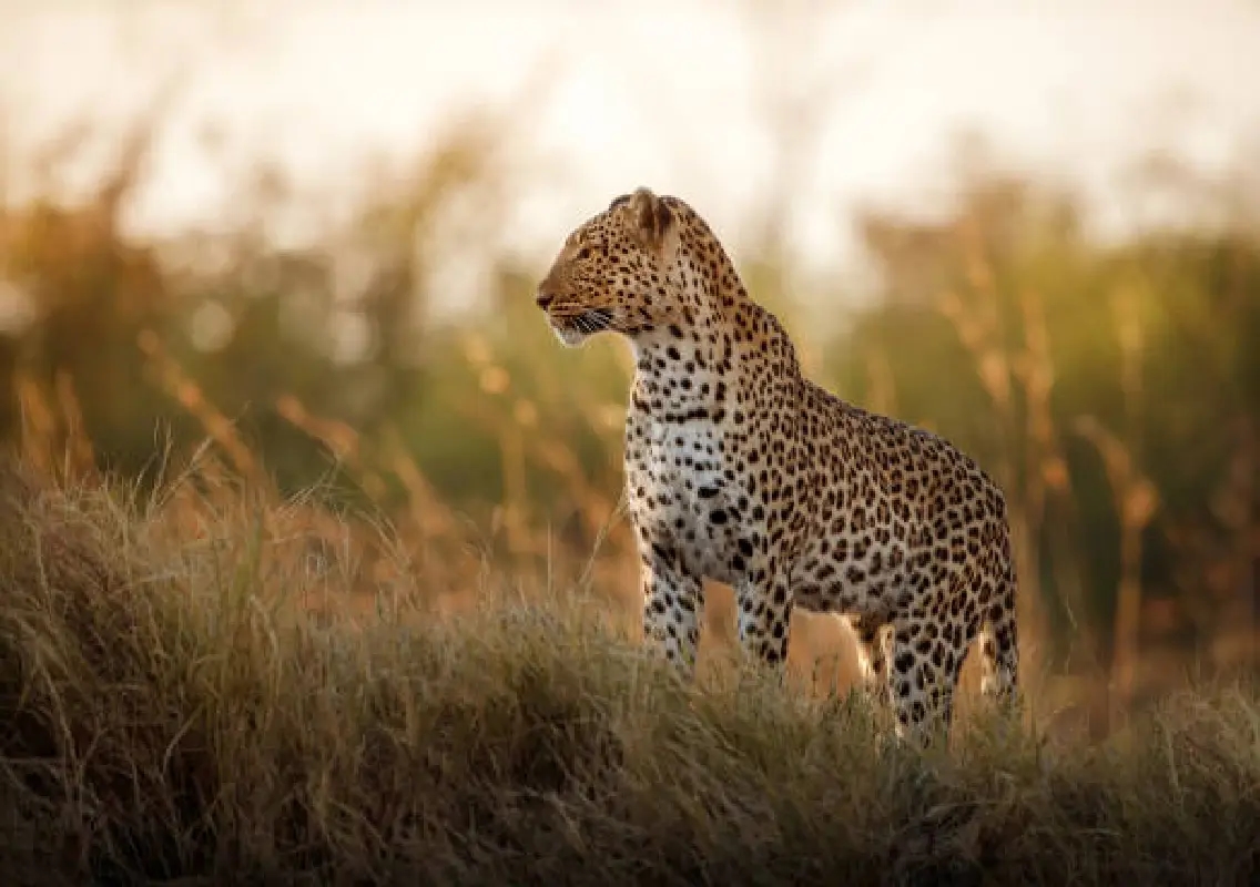 Leopard drags calf from cowshed, sparks fear among villagers - News Karnataka