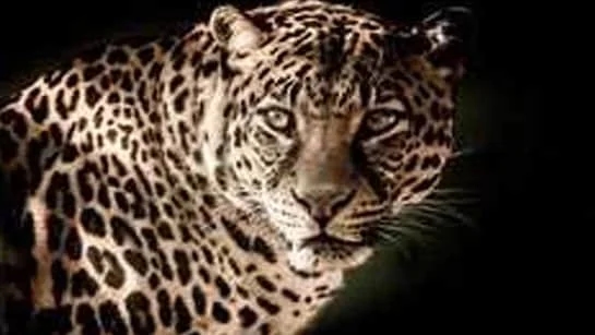 Leopard kills five-year-old boy in Gujarat village, hunt on - News Karnataka
