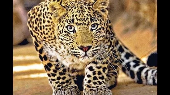 Leopard sighting near Pune housing society triggers panic - News Karnataka