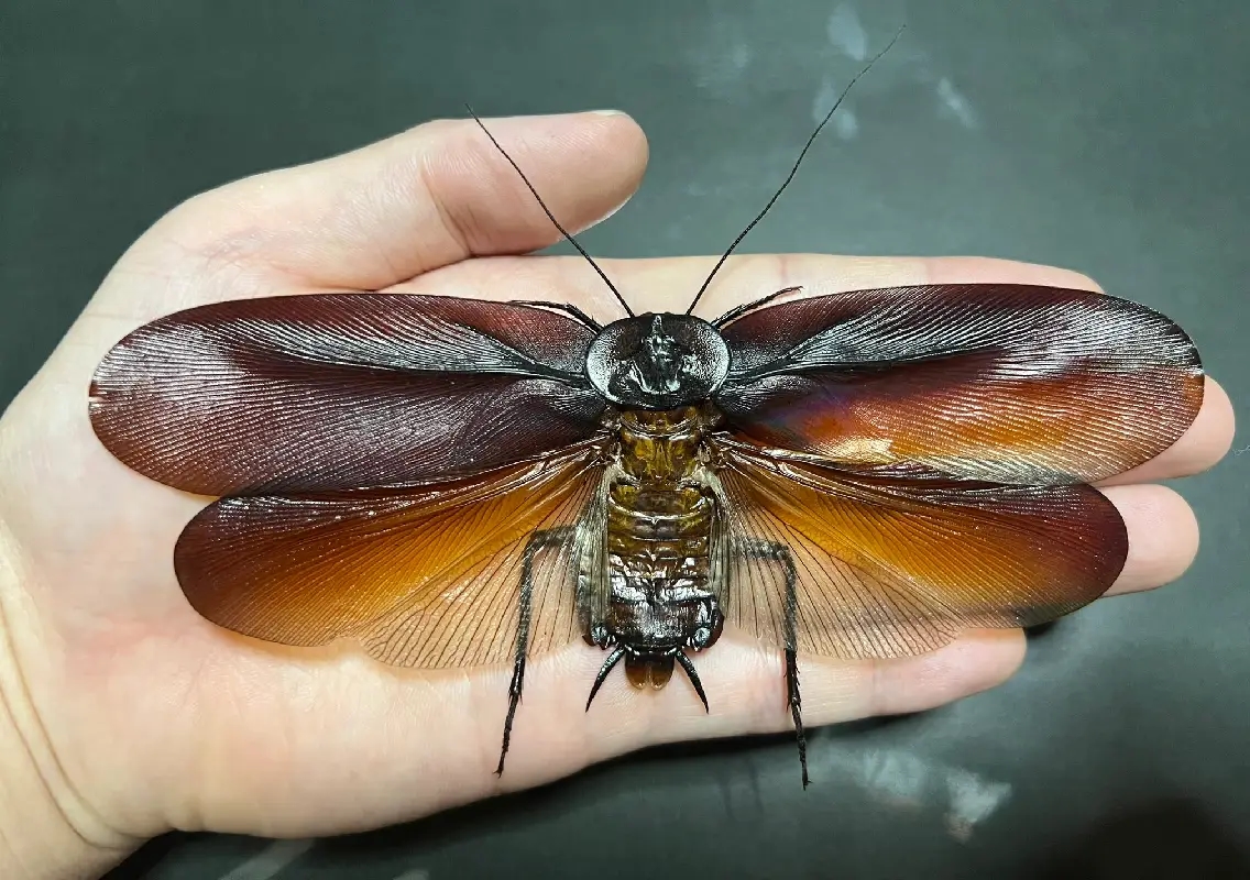 Megaloblatta: The world’s largest cockroach genus and its fascinating evolution - News Karnataka