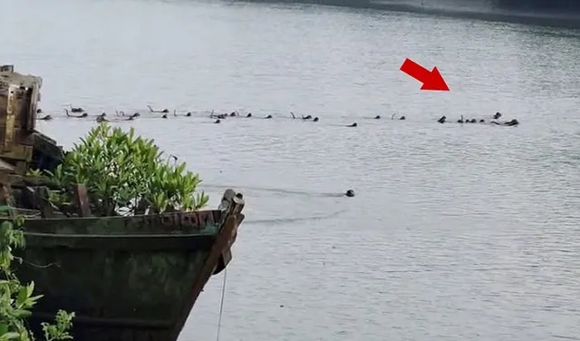 Monkeys risk lives to save companion from crocodile in Odisha river - News Karnataka
