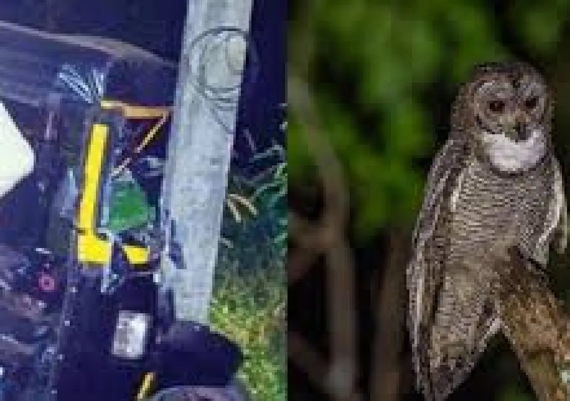 Owl startles auto driver in Kasargod, causing crash and injury - News Karnataka