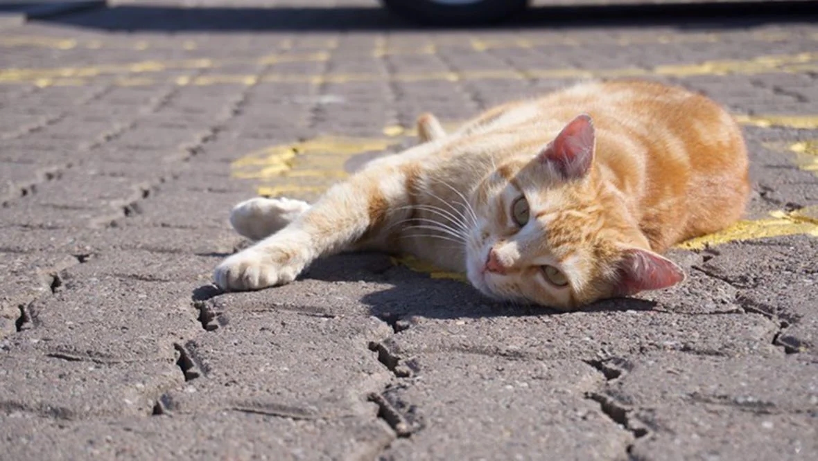 Pet cat’s death leads to speed breakers on Arambol road - News Karnataka