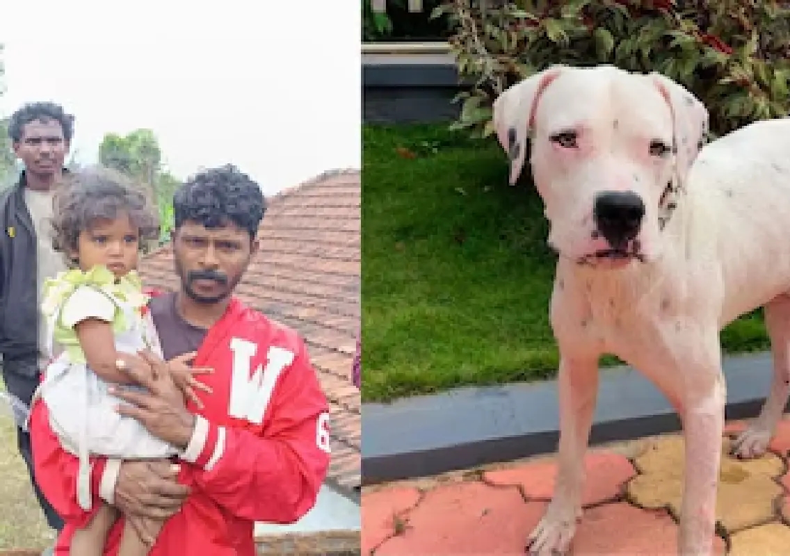 Pet dog ‘Oreo’ rescues missing toddler after two days in Kodagu coffee estate - News Karnataka