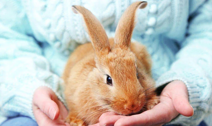 Pet rabbits need more care than most owners expect, experts warn - News Karnataka
