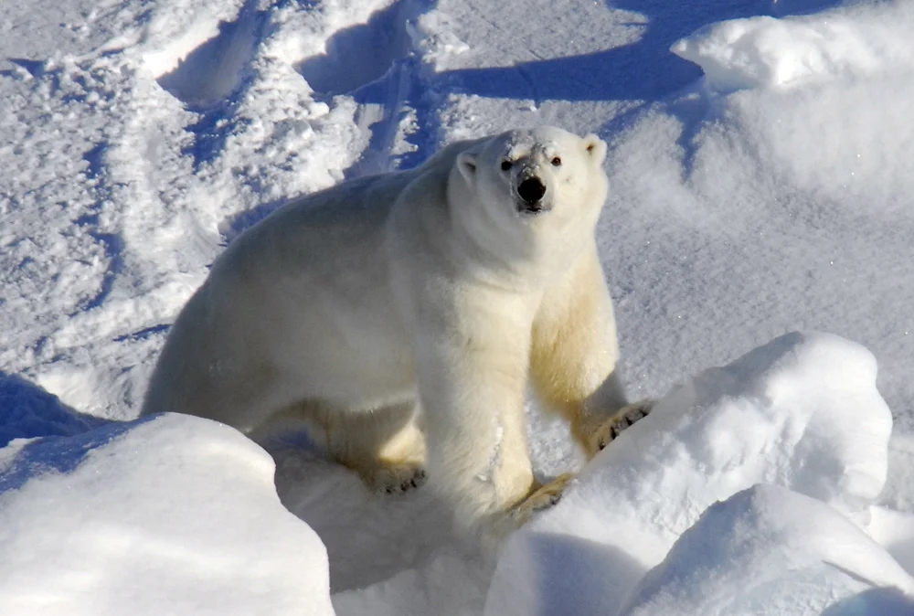 Polar bears show surprising DNA shifts as climate warms - News Karnataka