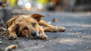 Prayagraj outrage after guard shoots stray dog at judge’s residence - News Karnataka