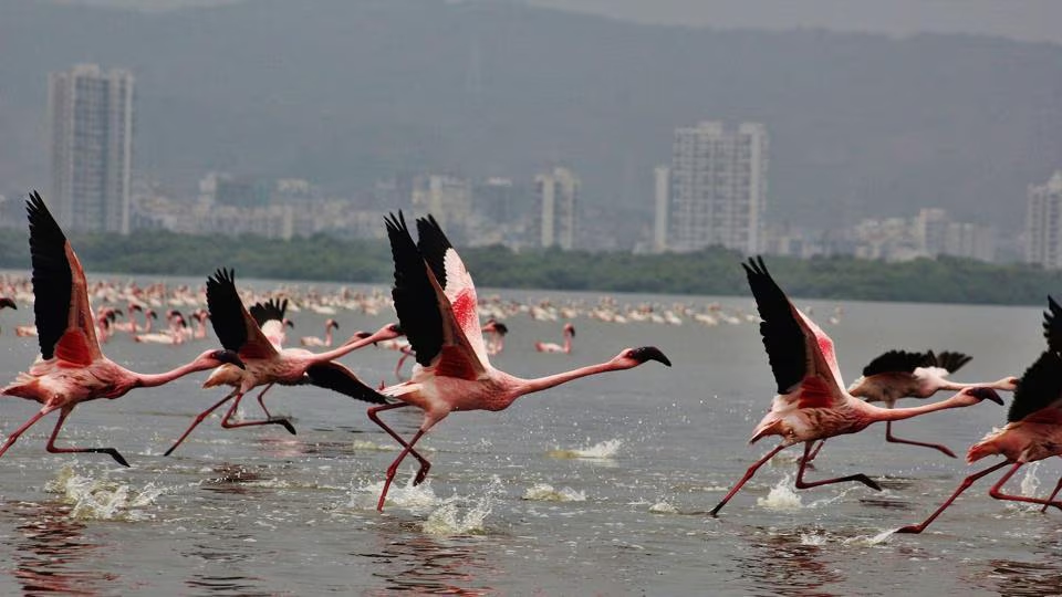 Raichur’s Marched–Mansalapur lakes emerge as haven for migratory birds - News Karnataka