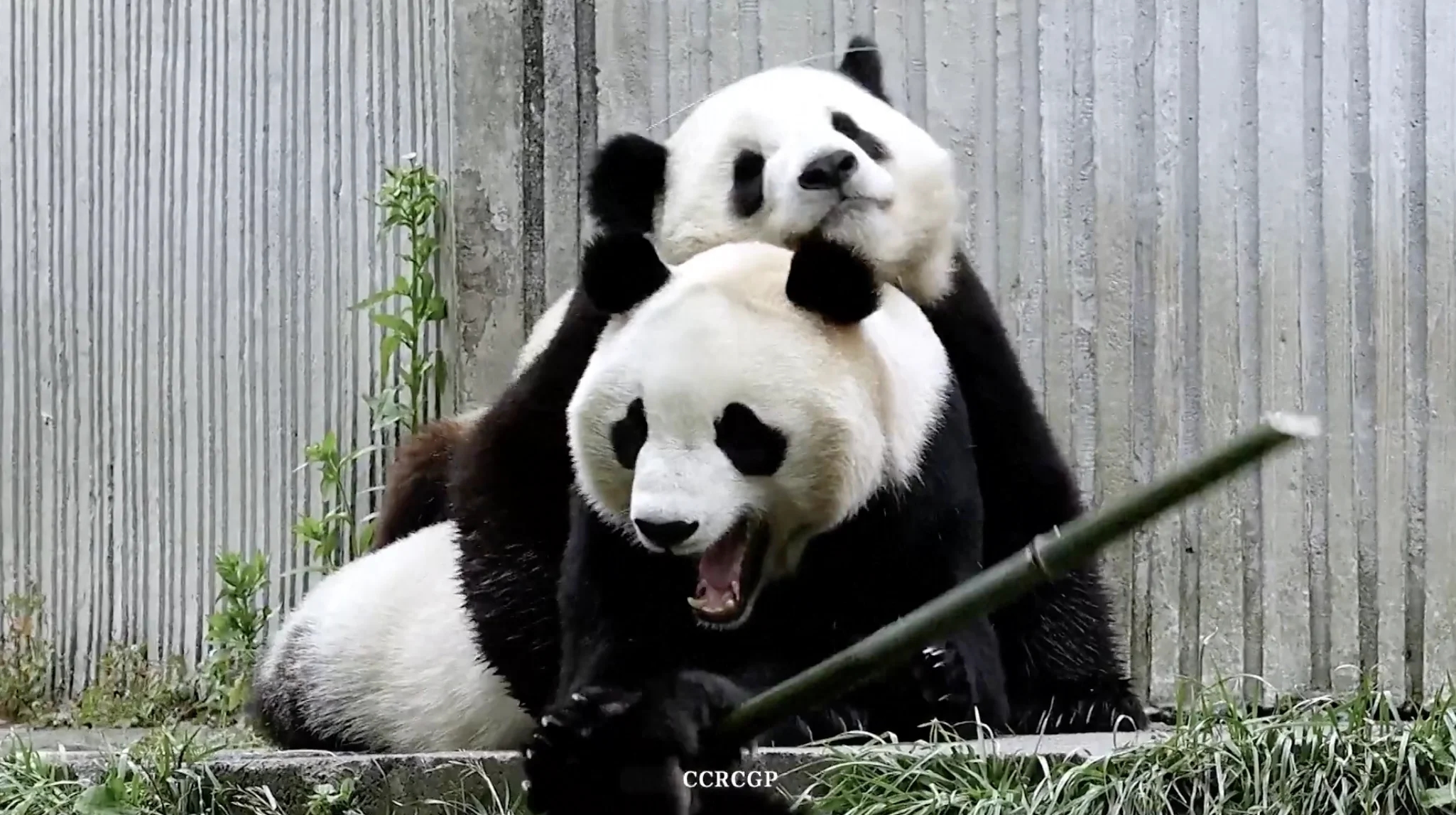 Rare video of wild panda mother cuddling her cub melts hearts in China - News Karnataka