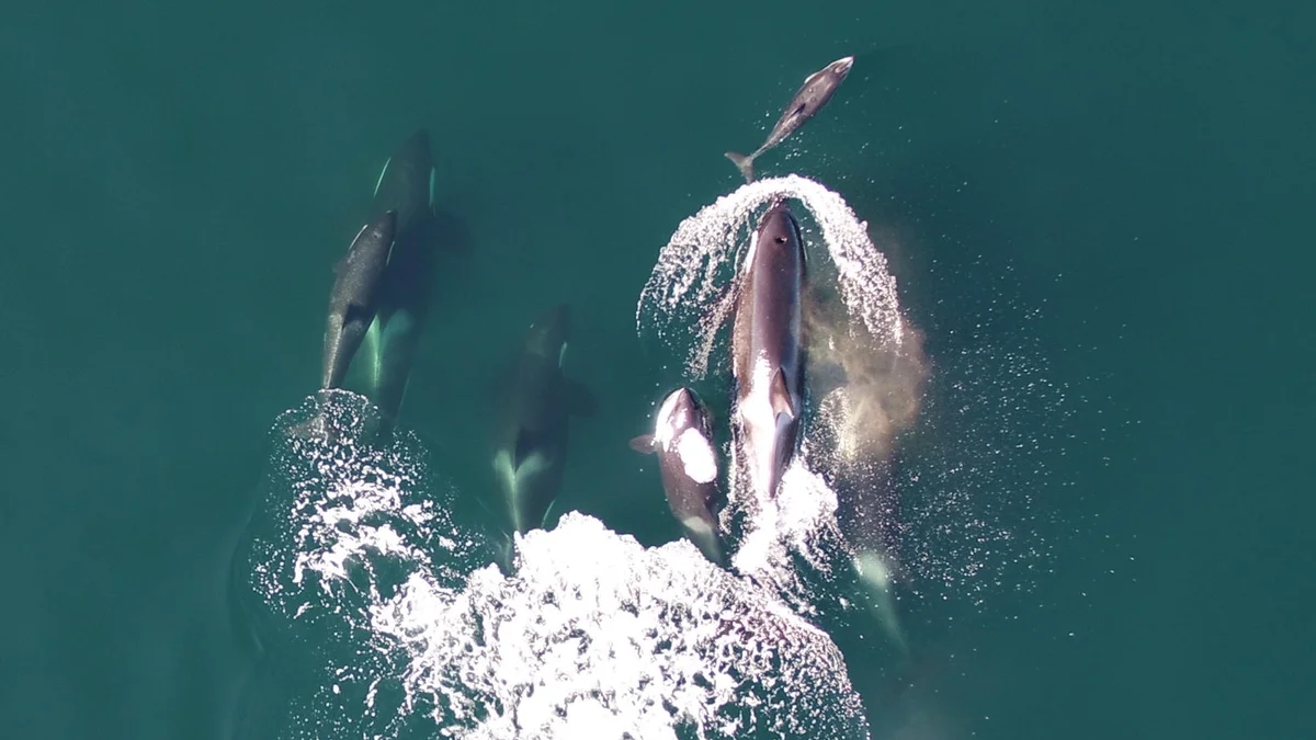 Scientists capture rare video of killer whales teaming up with dolphins in Canada - News Karnataka