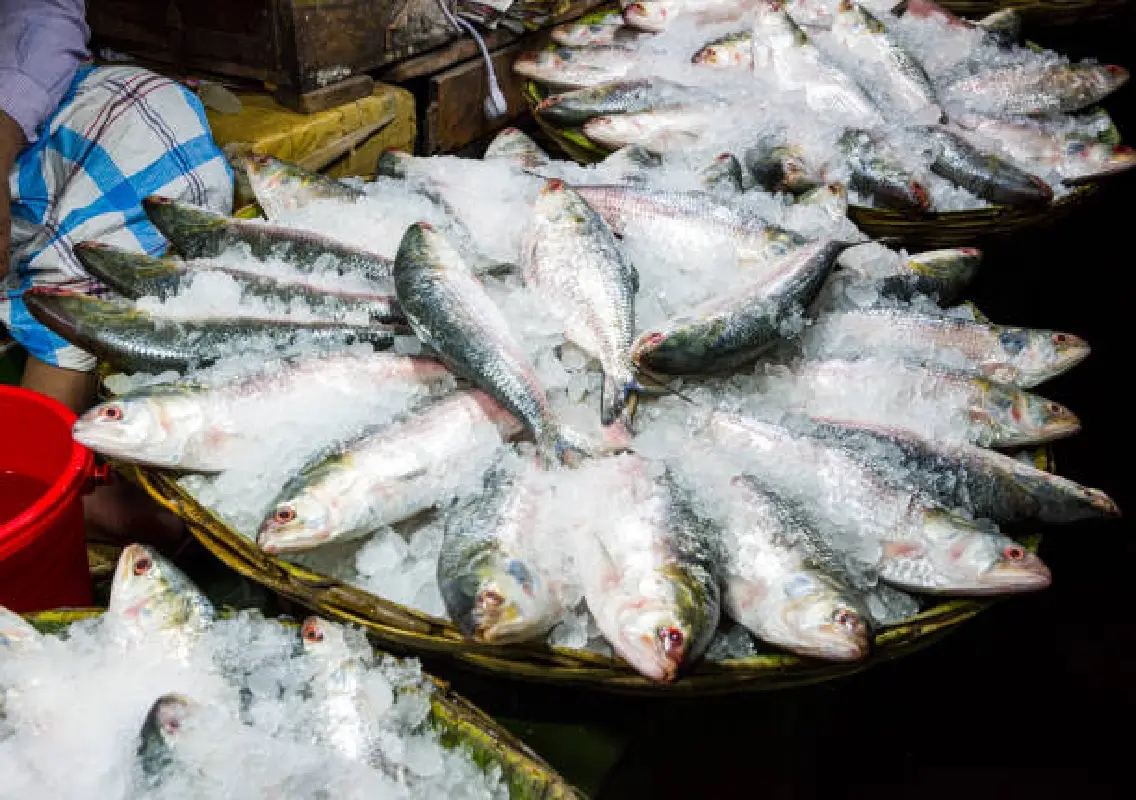 Sea fish prices surge along coast, Boothayi remains affordable - News Karnataka