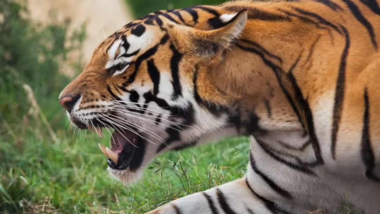 Seven Karnataka districts account for 70% of wild animal attack deaths - News Karnataka
