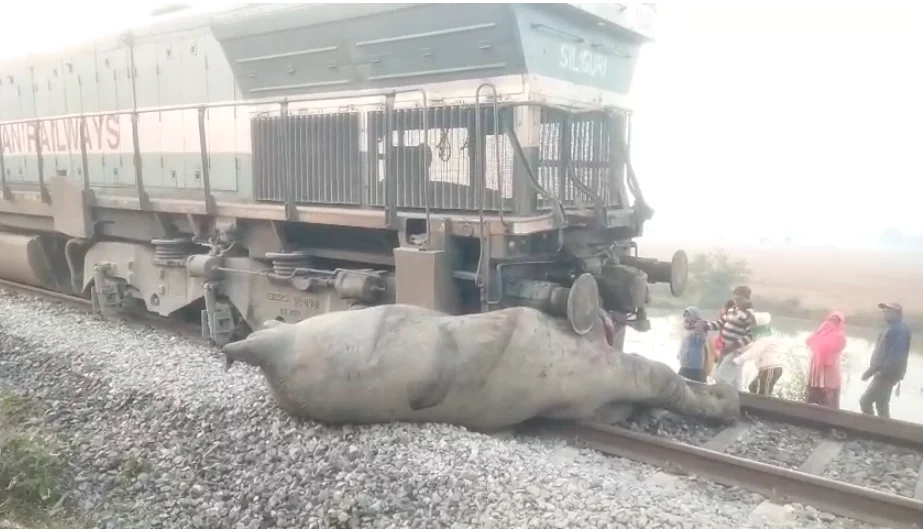 Seven elephants killed as Rajdhani Express derails in Assam - News Karnataka