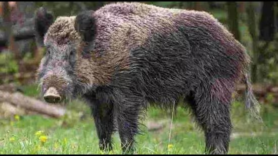 Seven-year-old girl killed in wild boar attack in MP village - News Karnataka