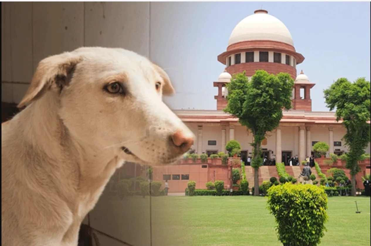 Stray dogs case: SC to play video, question meaning of ‘humanity’ - News Karnataka