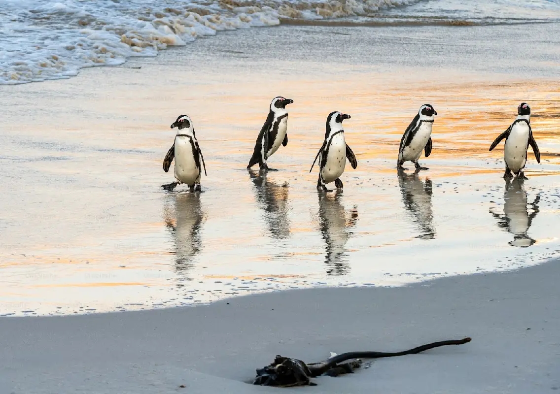 Study finds mass starvation of African penguins as sardine stocks collapse - News Karnataka