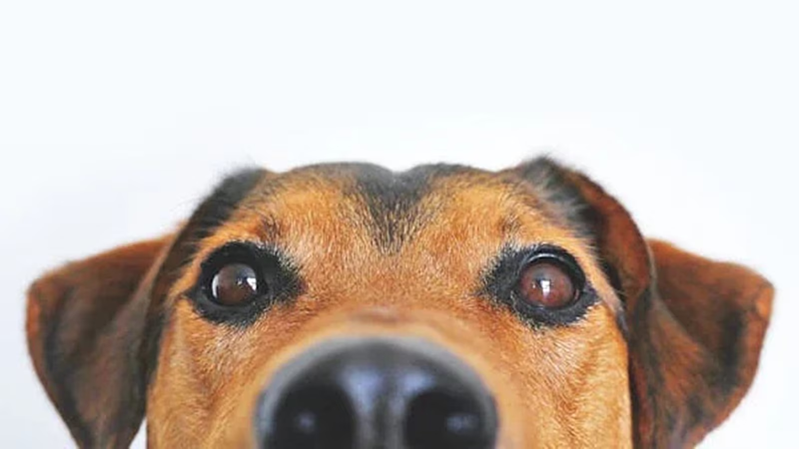 Study warns that viral pet videos may hide stress and harm to animals - News Karnataka