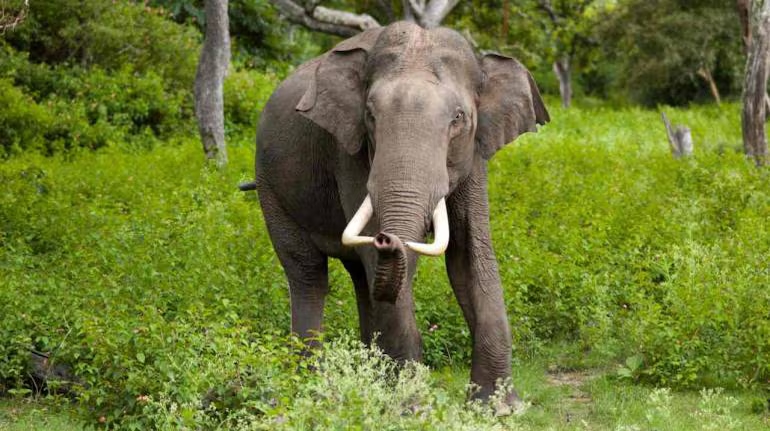 Supreme Court backs elephants over resorts in Nilgiris corridor case - News Karnataka