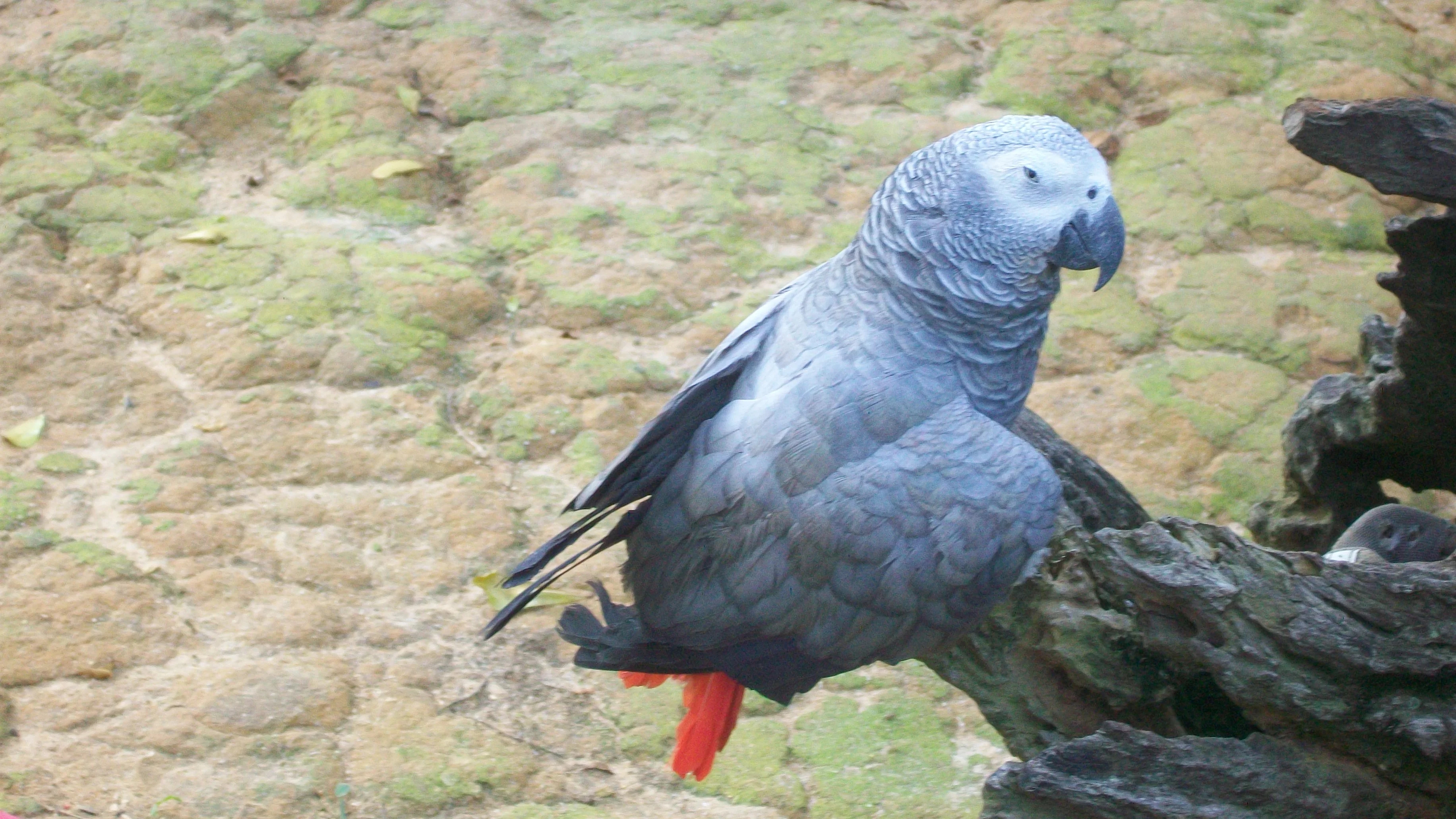 Talking African Grey parrot’s morning routine melts hearts online - News Karnataka