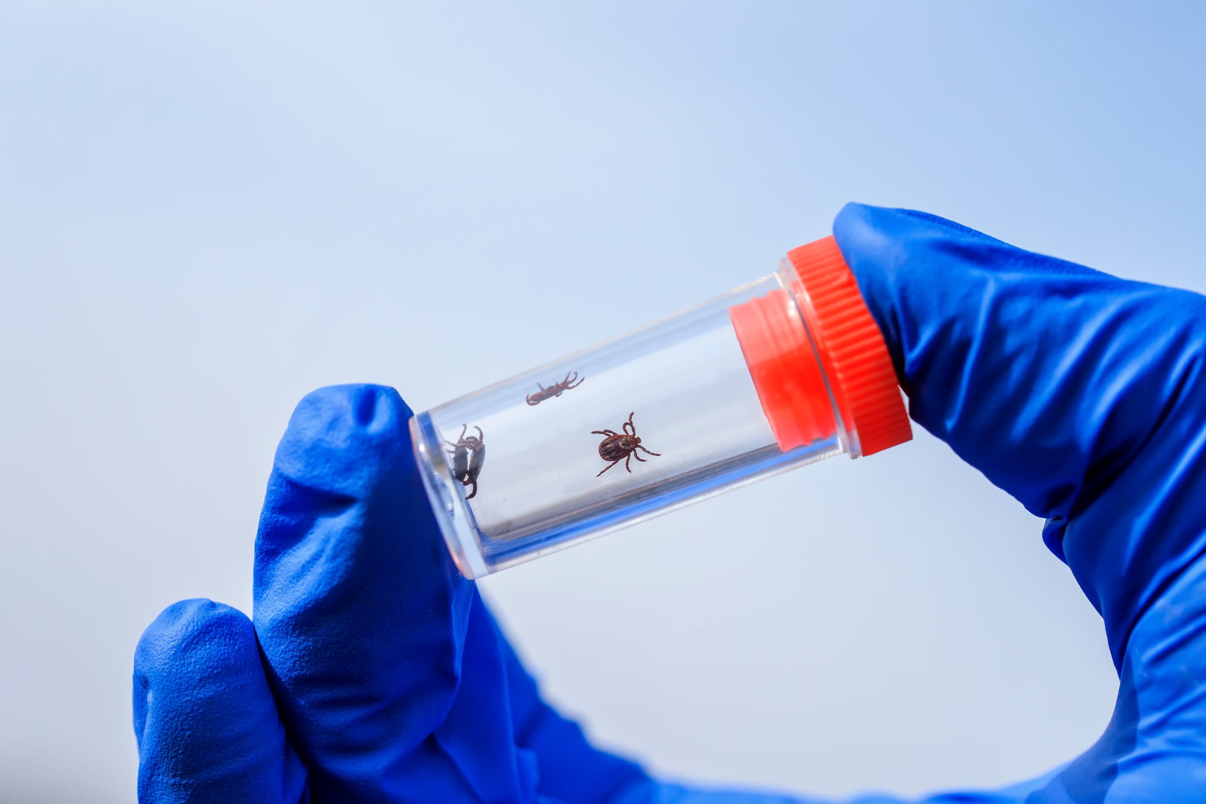 Tick-triggered meat allergy linked to first confirmed fatal case - News Karnataka