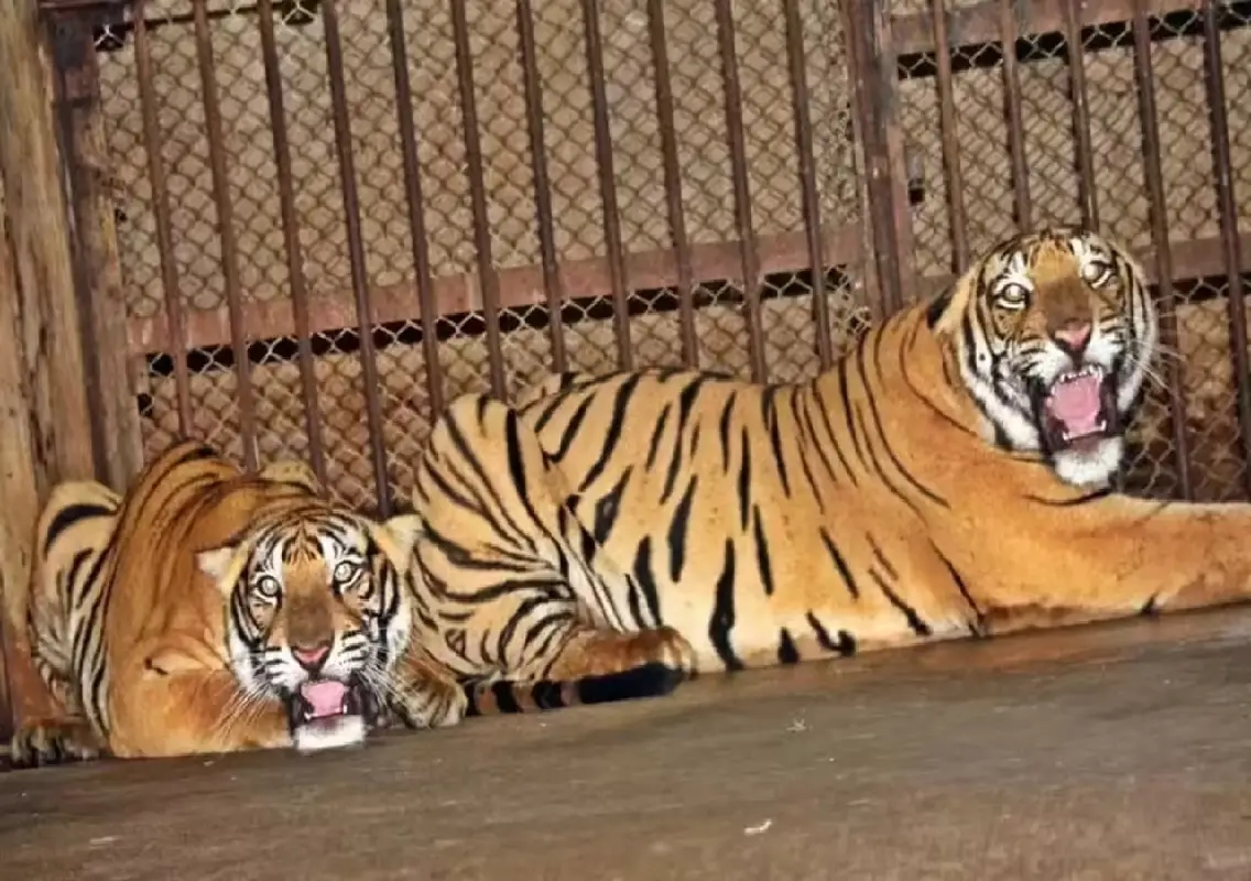 Tiger cubs unveiled, named at Pilikula during Karavali Utsava - News Karnataka
