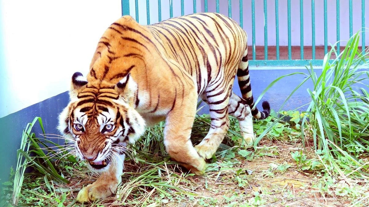 Tiger sightings and death spark concern across south Karnataka - News Karnataka