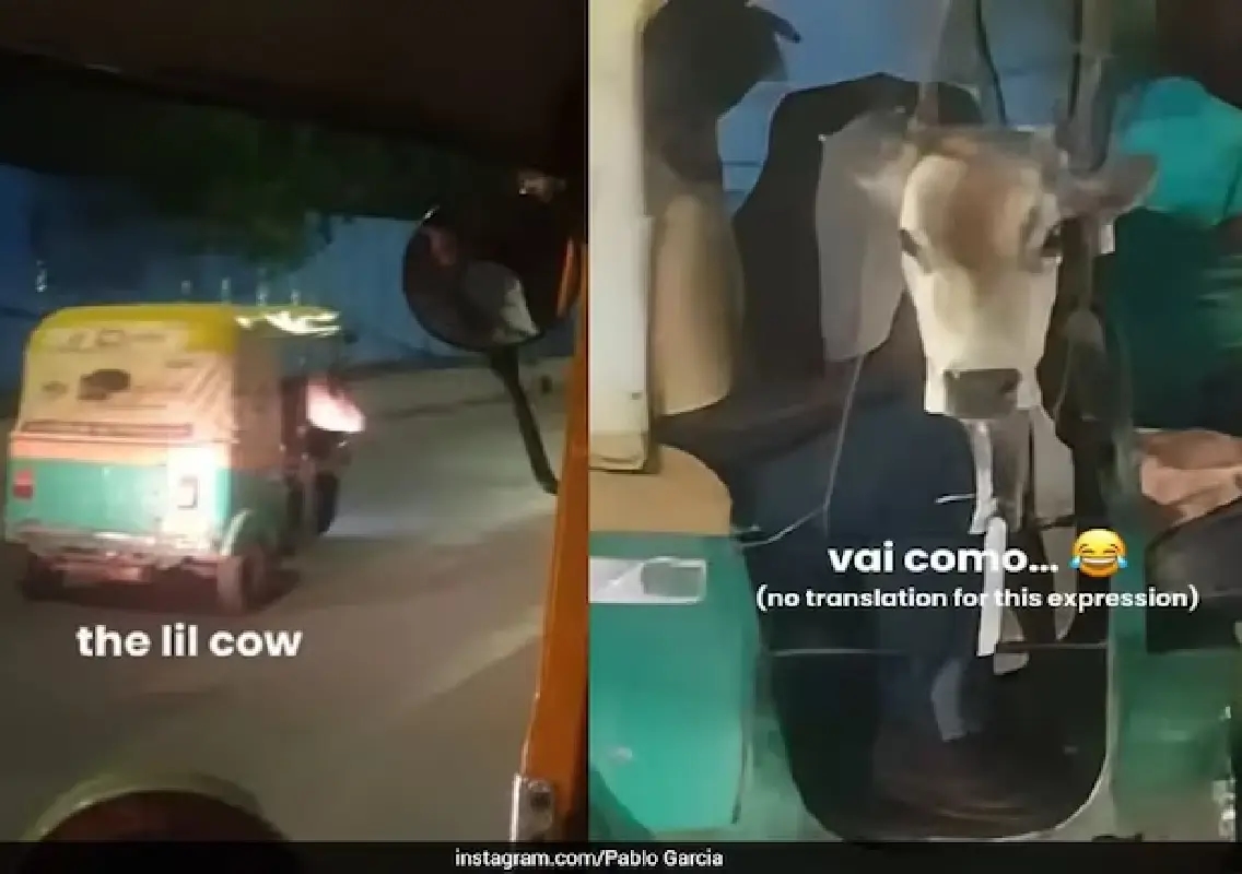 Video of calf riding in auto rickshaw captures Bengaluru’s quirky charm - News Karnataka