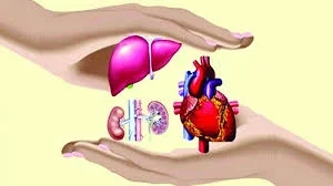 Two families donate organs of brain-dead relatives under Jeevandan - News Karnataka
