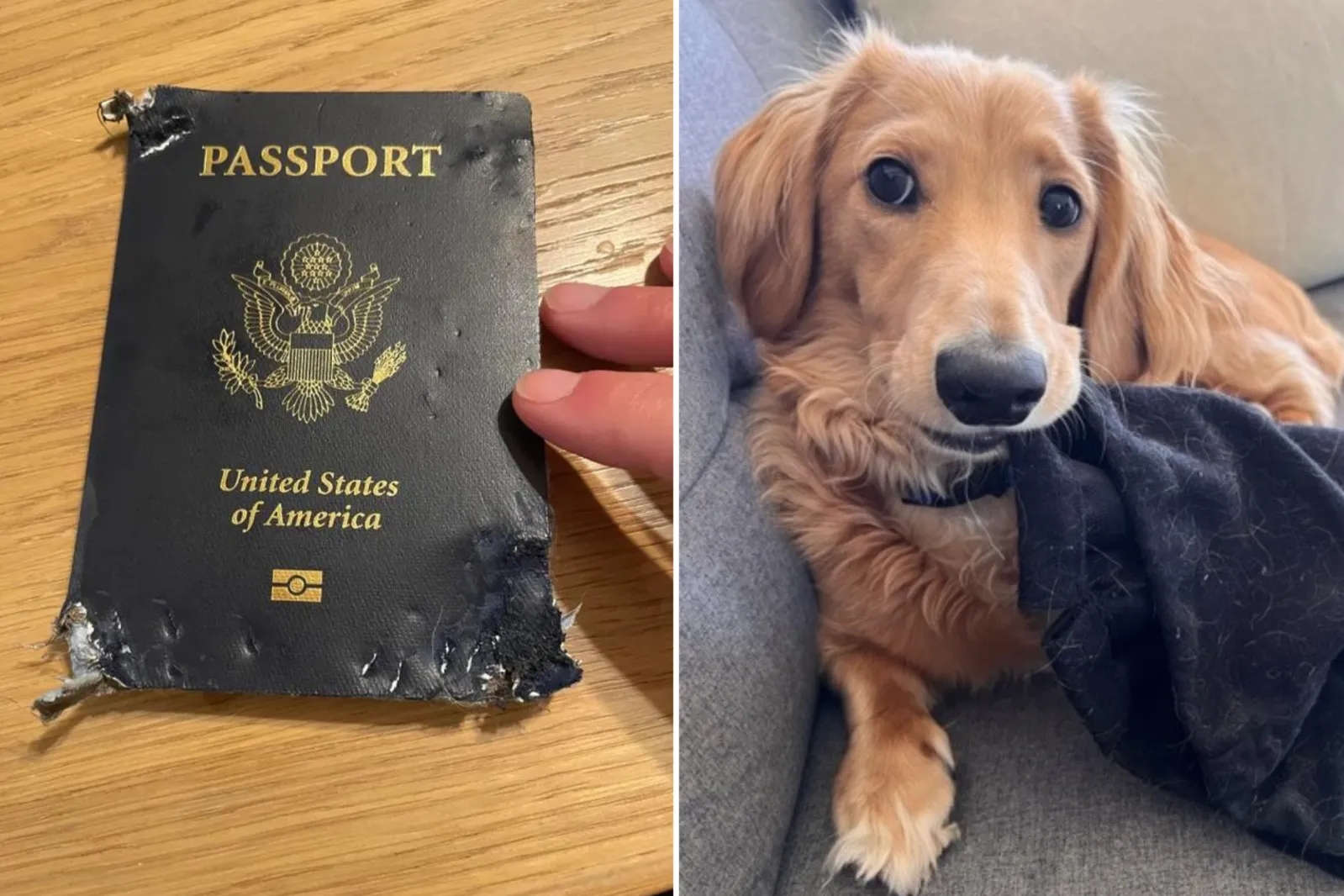 US woman’s dog shreds passport hours before flight, video goes viral - News Karnataka