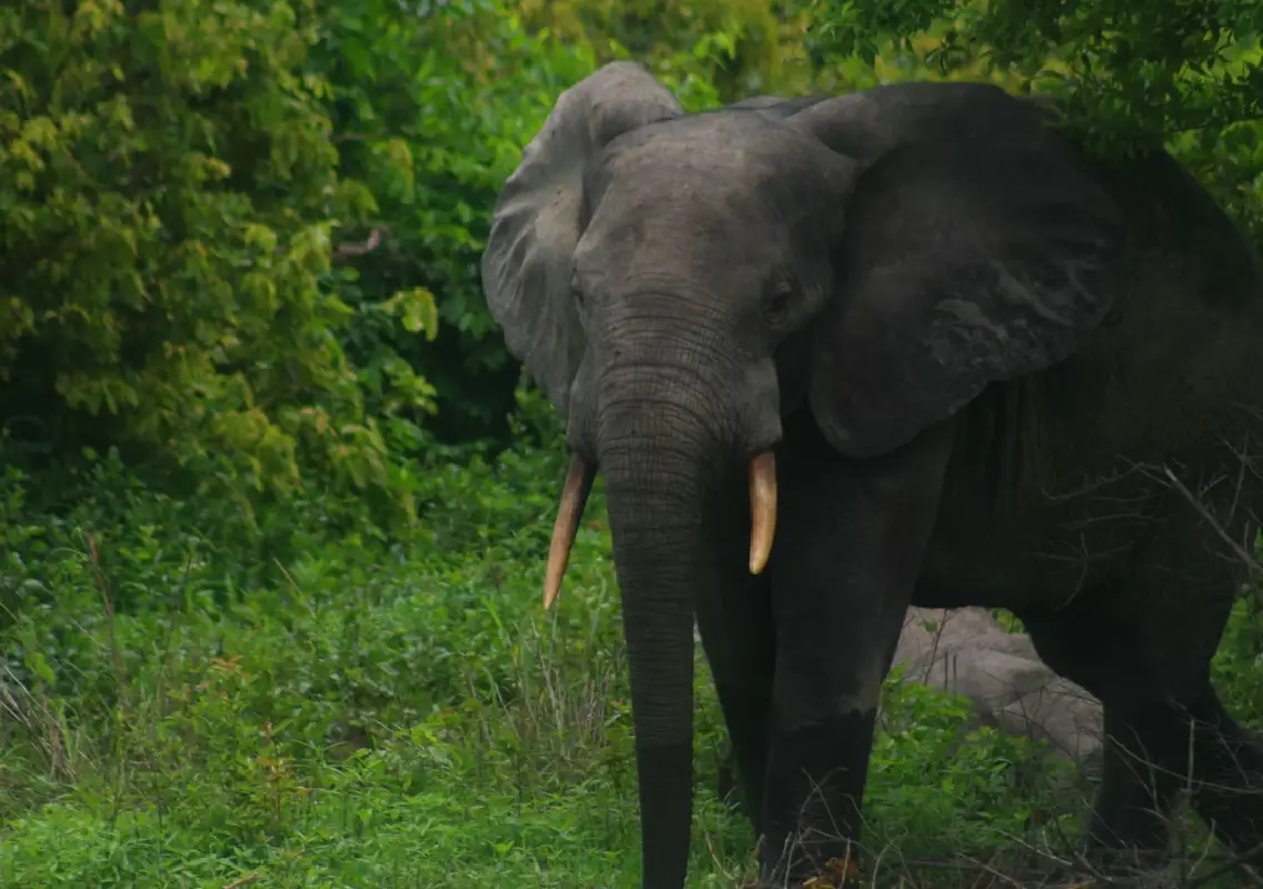 Youth injured in wild elephant attack while en route to exam - News Karnataka