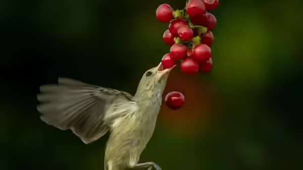 Why birds act strangely in winter — the science behind ‘drunk’ birds - News Karnataka
