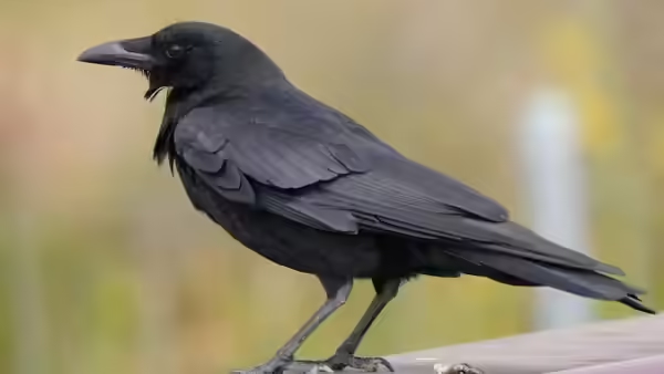 Why crows leave pebbles and trinkets for humans who feed them - News Karnataka