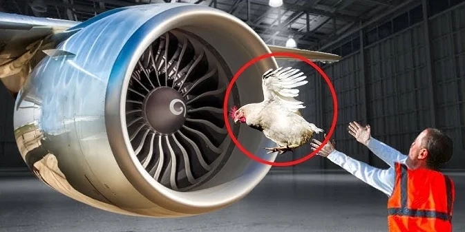 Why jet engines are tested with chickens — and why it matters in India - News Karnataka