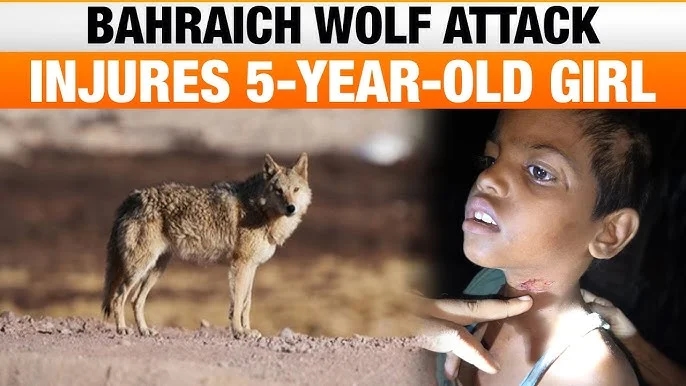 Wolf attack kills toddler in Bahraich, death toll rises to 13 - News Karnataka