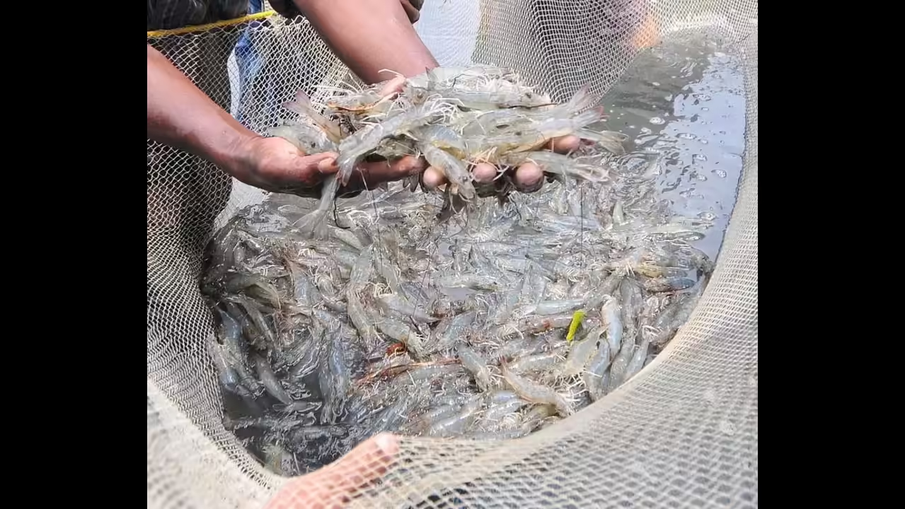 Women SHGs in Chamarajanagar take up fish farming for livelihoods - News Karnataka