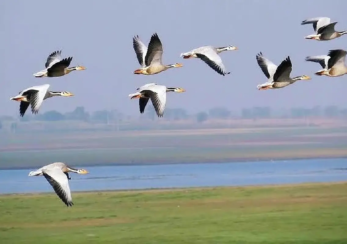 Tagged bar-headed goose returns to Magadi Lake after completing Himalayan migration - News Karnataka