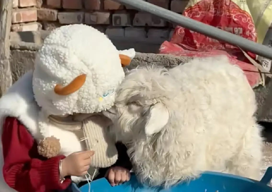 ‘Drama queen lamb’ goes viral in China, owner refuses ₹15 lakh offer - News Karnataka
