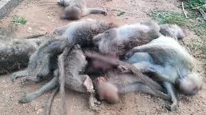 11 monkeys, including two langurs, found dead in Tumakuru forest - News Karnataka
