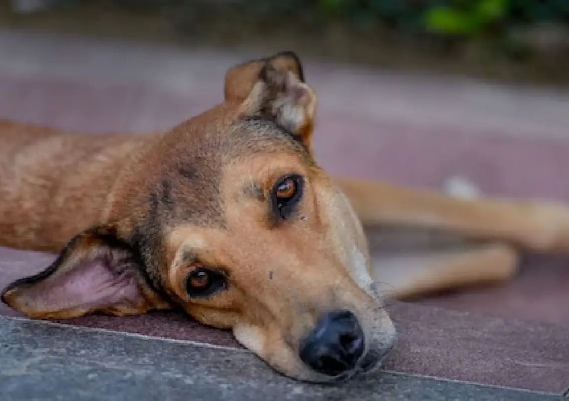 300 stray dogs found killed in Telangana, cruelty case shocks state - News Karnataka